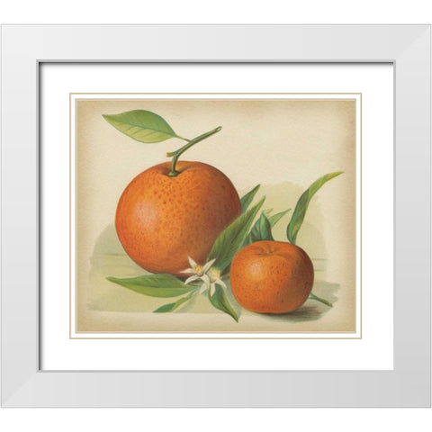Orange Study II White Modern Wood Framed Art Print with Double Matting by Unknown