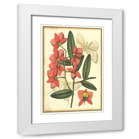 Floral Fantasia III White Modern Wood Framed Art Print with Double Matting by Unknown