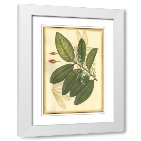 Floral Fantasia IV White Modern Wood Framed Art Print with Double Matting by Unknown