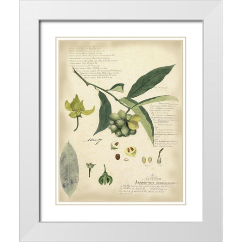 Descube Botanical II White Modern Wood Framed Art Print with Double Matting by Descubes, A.