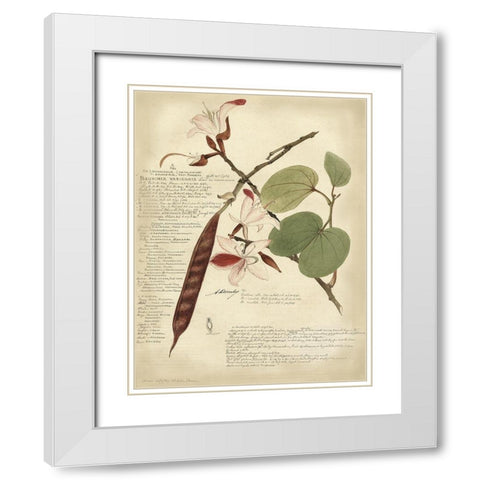 Descube Botanical III White Modern Wood Framed Art Print with Double Matting by Descubes, A.