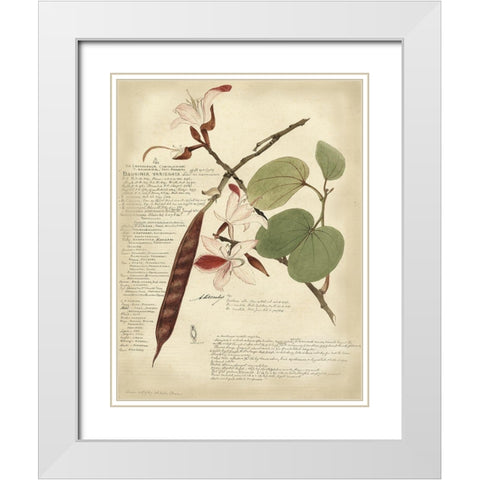 Descube Botanical III White Modern Wood Framed Art Print with Double Matting by Descubes, A.