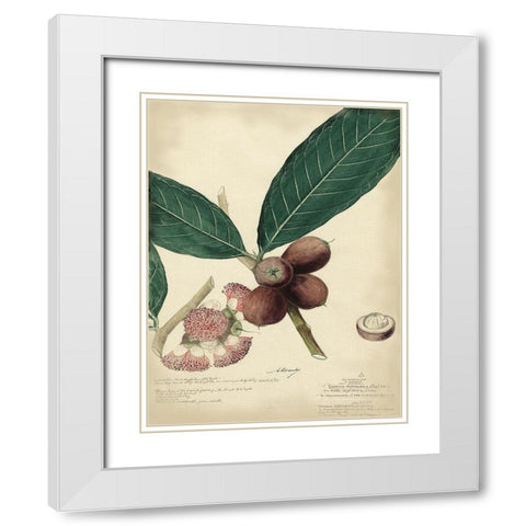 Descube Botanical IV White Modern Wood Framed Art Print with Double Matting by Descubes, A.