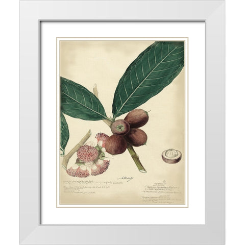Descube Botanical IV White Modern Wood Framed Art Print with Double Matting by Descubes, A.