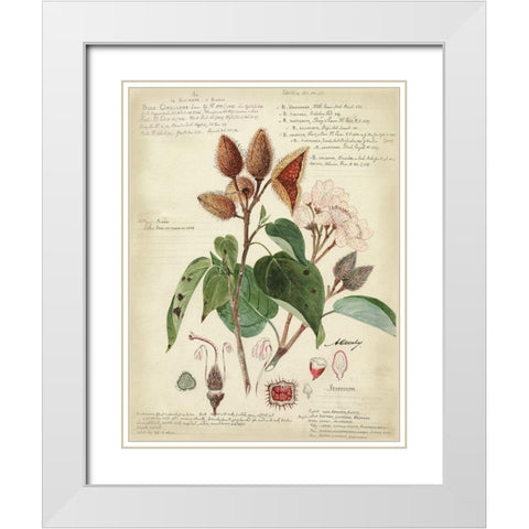 Descube Botanical V White Modern Wood Framed Art Print with Double Matting by Descubes, A.