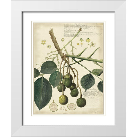 Descube Botanical VI White Modern Wood Framed Art Print with Double Matting by Descubes, A.