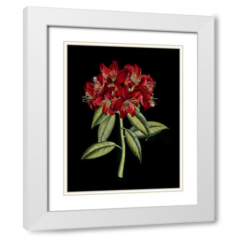 Crimson Flowers on Black II White Modern Wood Framed Art Print with Double Matting by Unknown