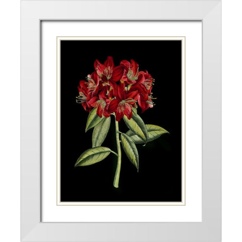 Crimson Flowers on Black II White Modern Wood Framed Art Print with Double Matting by Unknown
