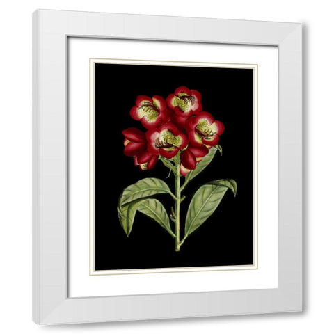 Crimson Flowers on Black III White Modern Wood Framed Art Print with Double Matting by Unknown