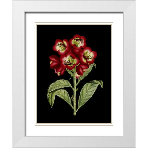 Crimson Flowers on Black III White Modern Wood Framed Art Print with Double Matting by Unknown