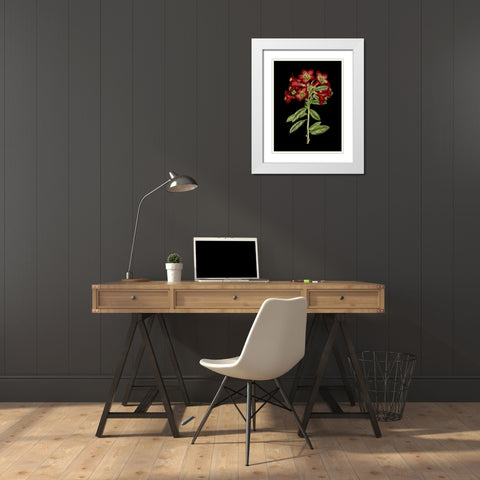 Crimson Flowers on Black IV White Modern Wood Framed Art Print with Double Matting by Unknown