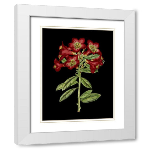 Crimson Flowers on Black IV White Modern Wood Framed Art Print with Double Matting by Unknown