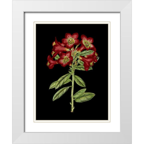 Crimson Flowers on Black IV White Modern Wood Framed Art Print with Double Matting by Unknown