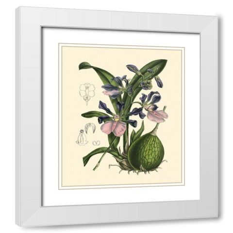 Exotic Foliage IV White Modern Wood Framed Art Print with Double Matting by Vision Studio