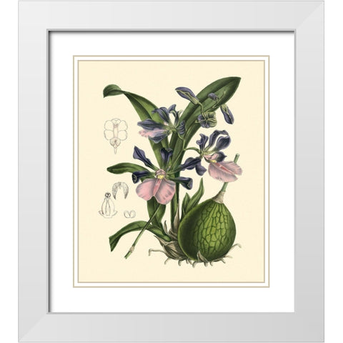 Exotic Foliage IV White Modern Wood Framed Art Print with Double Matting by Vision Studio