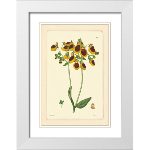 Yellow Curtis Botanical I White Modern Wood Framed Art Print with Double Matting by Vision Studio
