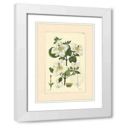 White Curtis Botanical III White Modern Wood Framed Art Print with Double Matting by Vision Studio