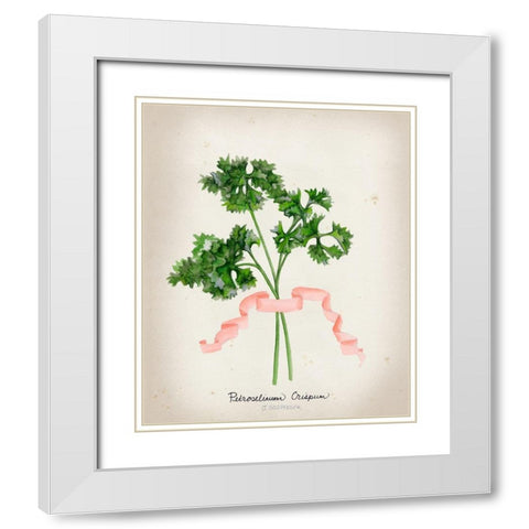 Herb Series II  White Modern Wood Framed Art Print with Double Matting by Goldberger, Jennifer