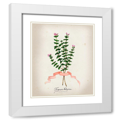 Herb Series VI White Modern Wood Framed Art Print with Double Matting by Goldberger, Jennifer