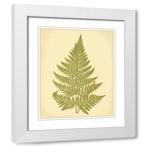 Lowes Fern I White Modern Wood Framed Art Print with Double Matting by Lowe, E.J.