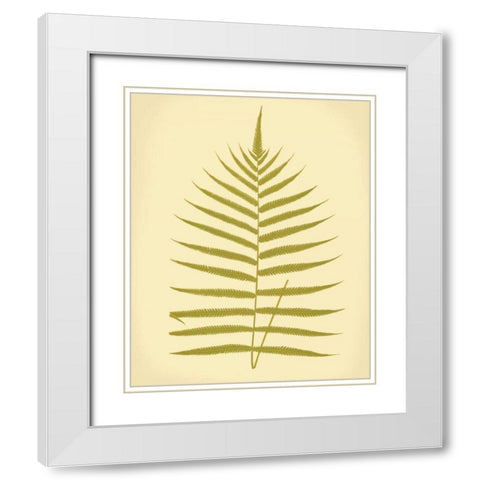 Lowes Fern IV White Modern Wood Framed Art Print with Double Matting by Lowe, E.J.