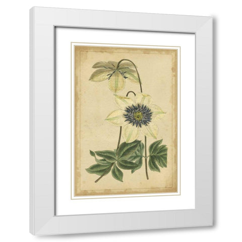 Curtis Blooms in White I White Modern Wood Framed Art Print with Double Matting by Unknown