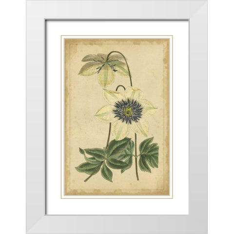 Curtis Blooms in White I White Modern Wood Framed Art Print with Double Matting by Unknown