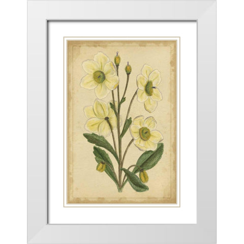 Curtis Blooms in White II White Modern Wood Framed Art Print with Double Matting by Unknown