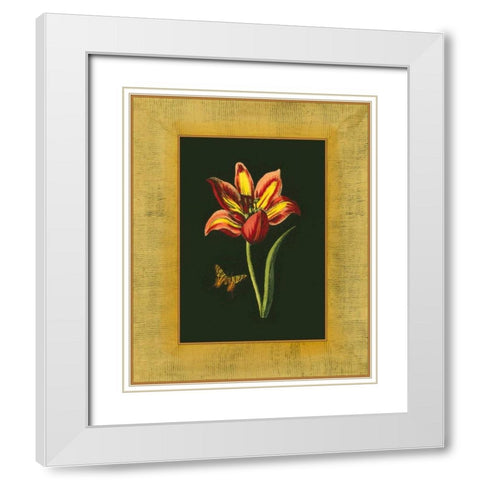 Tulip in Frame I White Modern Wood Framed Art Print with Double Matting by Unknown