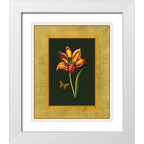 Tulip in Frame I White Modern Wood Framed Art Print with Double Matting by Unknown