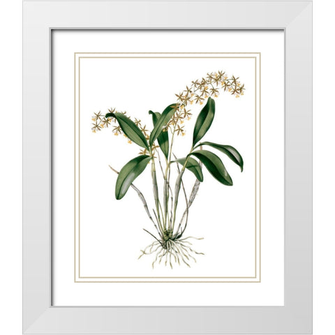 Orchids I White Modern Wood Framed Art Print with Double Matting by Drake