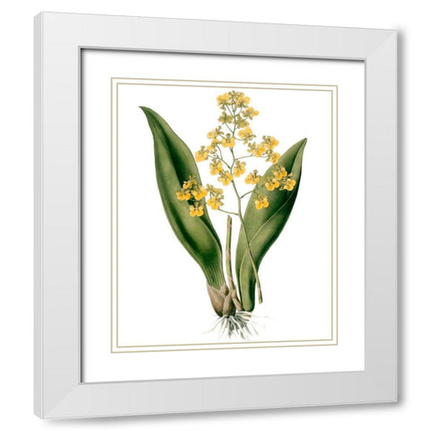Orchids II White Modern Wood Framed Art Print with Double Matting by Drake