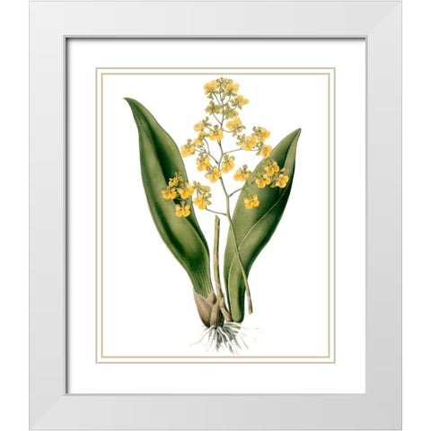 Orchids II White Modern Wood Framed Art Print with Double Matting by Drake