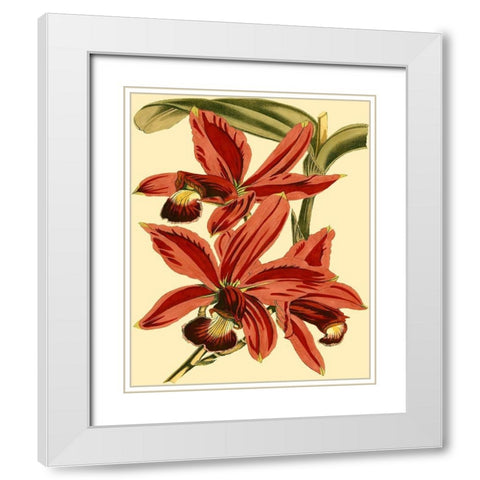 Mini Orchid Splendor II White Modern Wood Framed Art Print with Double Matting by Vision Studio