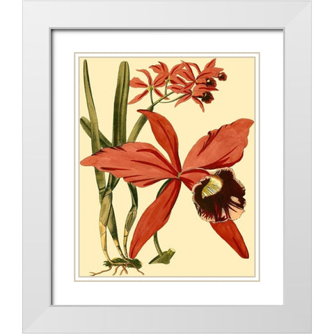 Mini Orchid Splendor III White Modern Wood Framed Art Print with Double Matting by Vision Studio