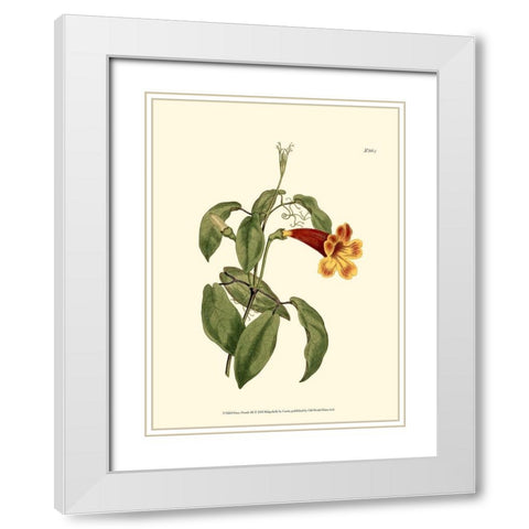 Fiery Florals III White Modern Wood Framed Art Print with Double Matting by Curtis