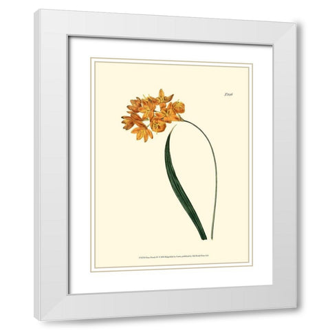 Fiery Florals IV White Modern Wood Framed Art Print with Double Matting by Curtis