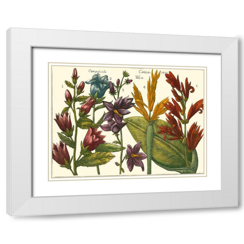 Printed Arena Botanical III White Modern Wood Framed Art Print with Double Matting by Vision Studio