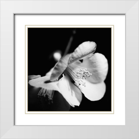 Quince Blossoms II White Modern Wood Framed Art Print with Double Matting by Stramel, Renee W.