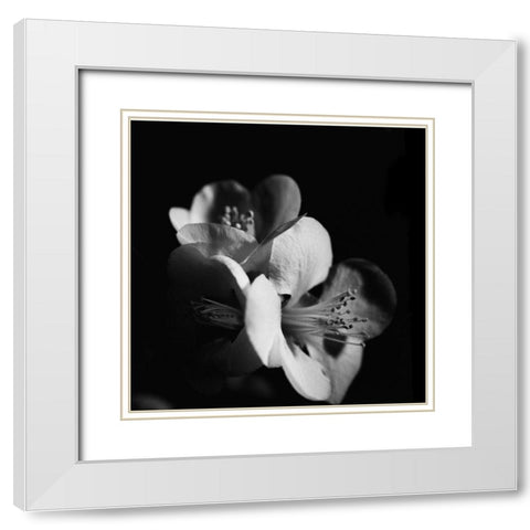 Quince Blossoms III White Modern Wood Framed Art Print with Double Matting by Stramel, Renee W.