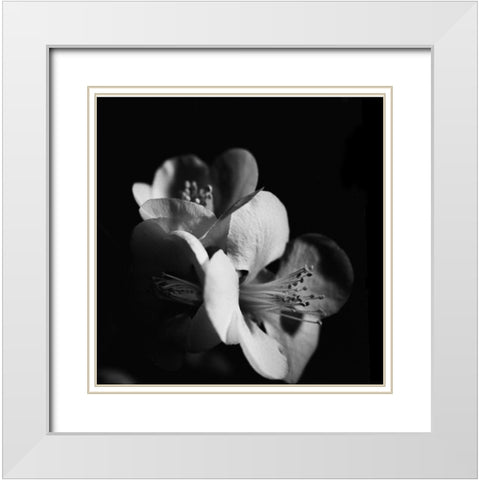 Quince Blossoms III White Modern Wood Framed Art Print with Double Matting by Stramel, Renee W.