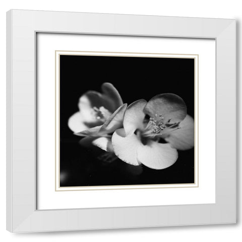 Quince Blossoms IV White Modern Wood Framed Art Print with Double Matting by Stramel, Renee W.