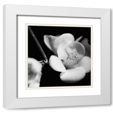 Quince Blossoms V White Modern Wood Framed Art Print with Double Matting by Stramel, Renee W.