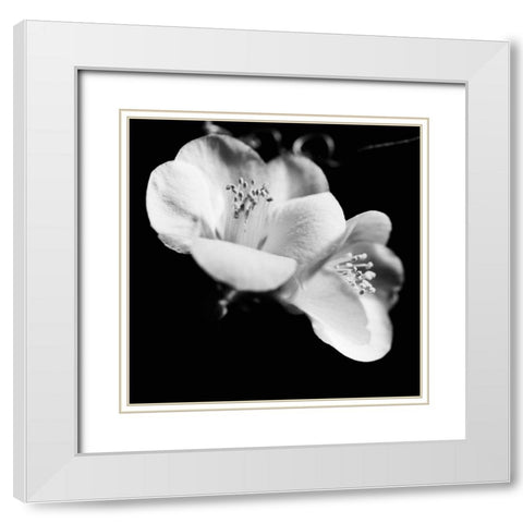 Quince Blossoms VI White Modern Wood Framed Art Print with Double Matting by Stramel, Renee W.