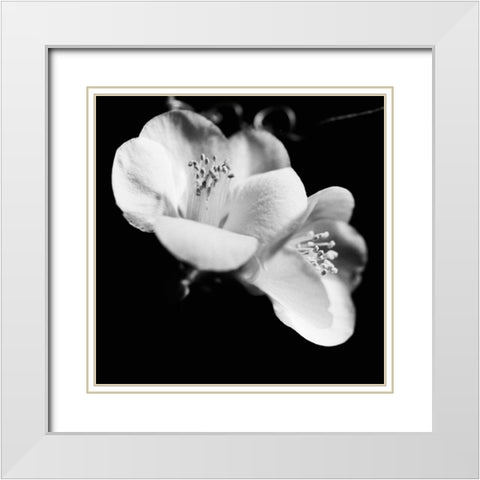 Quince Blossoms VI White Modern Wood Framed Art Print with Double Matting by Stramel, Renee W.