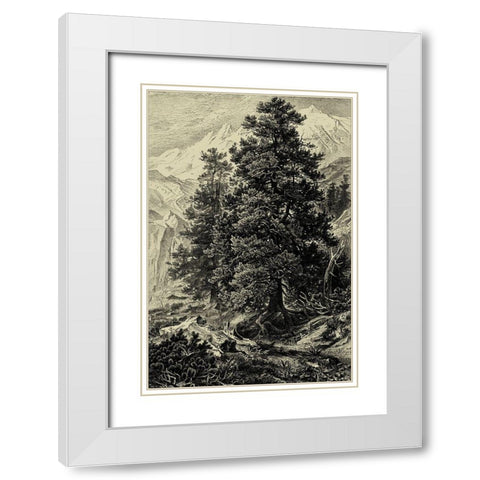 Arolla Pine White Modern Wood Framed Art Print with Double Matting by Heyn, Ernst