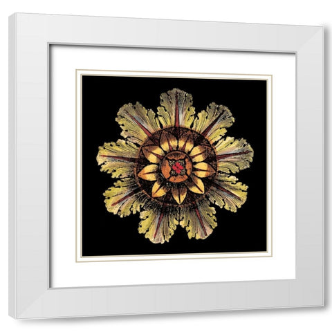 Rosette on Black IV White Modern Wood Framed Art Print with Double Matting by Antonini, Da Carlo