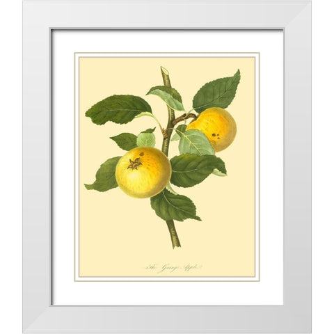 The Grange Apple  White Modern Wood Framed Art Print with Double Matting by Unknown