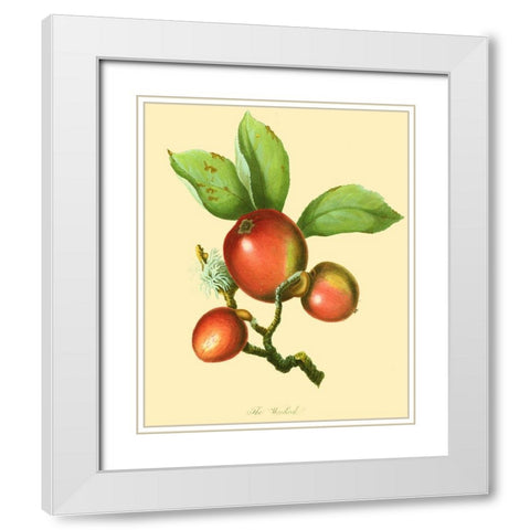 The Woodcock White Modern Wood Framed Art Print with Double Matting by Unknown