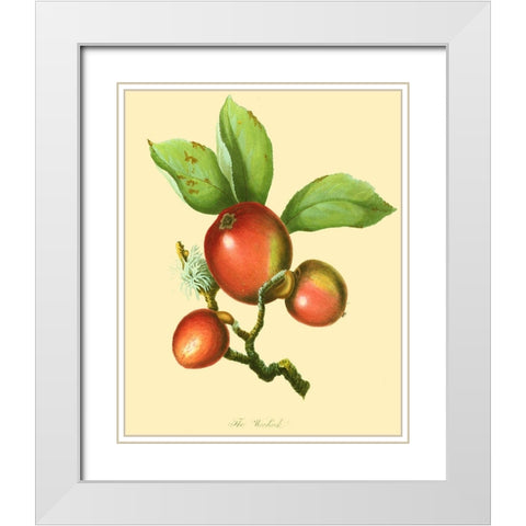 The Woodcock White Modern Wood Framed Art Print with Double Matting by Unknown